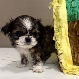 Andre the Giant - Tricolor male Shih Tzu puppy in Warrior, Alabama from The Anderson Farms Kennel