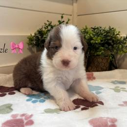 Sizzle - Red tri-color female Australian Shepherd puppy in Murrayville, Georgia from Mountain Ridge Aussies