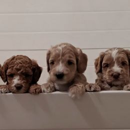 Australian Labradoodle Puppies from Legend Manor Labradoodles