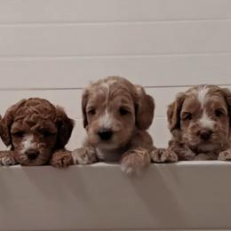 Australian Labradoodle Puppies from Legend Manor Labradoodles
