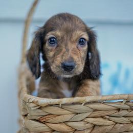 Maserati - Brindle male Dachshund puppy in Temecula, California from Naomi Magee's Dachshund Kennel