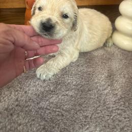 Bucket - Light golden male Golden Retriever puppy in Grant County, Indiana from On The Sunny Side Pavey Farms