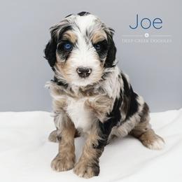 Bernedoodle Puppies from Deep Creek Doodles