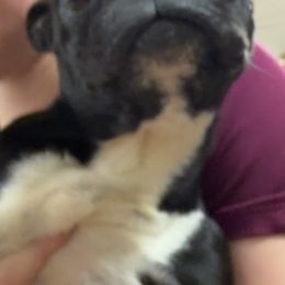 Blackie - Boston Terrier