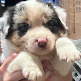 Lloyd - Blue merle male Australian Shepherd puppy in Marshfield, Vermont from Discovery Hill Australian Shepherds