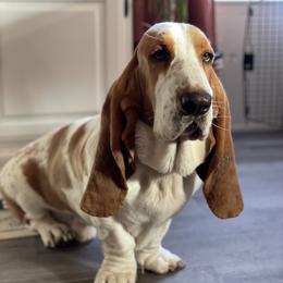 "Mando sire" Basset Hound Puppies from Little Patch of Heaven
