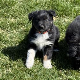 Orange collar - Black tri-color Australian Shepherd puppy in Ogden, Utah from Rafter H Aussies