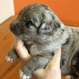 Girl 2 - Blue merle Australian Shepherd puppy in Marshall, Virginia from Aussie Tales Farm
