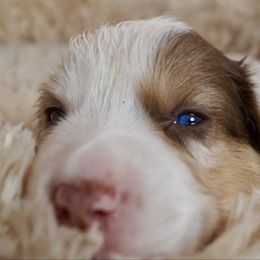 Miso - Red merle male Australian Shepherd puppy in Coatesville, Pennsylvania from Little Acre Aussies