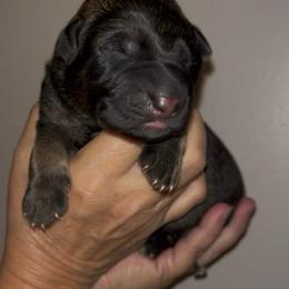 Red Collar - Sable male German Shepherd puppy in Saint Charles, Missouri from Lowemond German Shepherds