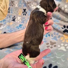 Scout - White and liver male English Springer Spaniel puppy in Baton Rouge, Louisiana from Dutch Creek Kennels