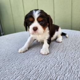 Kiwi Chocolate Tri Color - Chocolate female Cavalier King Charles Spaniel puppy in Nampa, Idaho from Heart Mountain Cavaliers & Floating Feathers Kennel