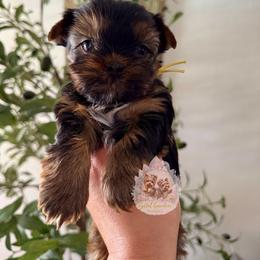 Marigold 5,883 - Black and tan female Yorkshire Terrier puppy in Pittsburg, California from Crystal Garden Yorkies