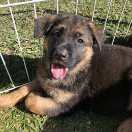 German Shepherd Puppies from Zwinger vom Schneider Wald
