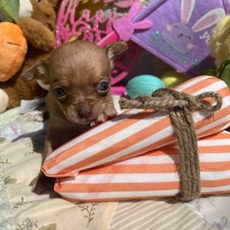 Chihuahua Puppies from CMW Interstellar Kennel