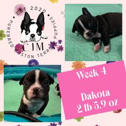 Dakota - Black and white female Boston Terrier puppy in Jupiter, Florida from CJM Boston and Boxer Puppies