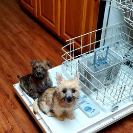 Cairn Terrier Puppies from Ferguson's Cairn Terriers