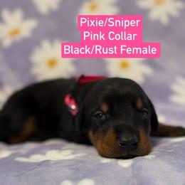Pink Collar - Black and rust female Doberman Pinscher puppy in Lake City, Florida from Paintedcrazy Doberman Pinchers