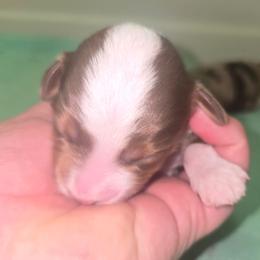 Meet Mocha - Red tri male Toy Australian Shepherd puppy in Dolan Springs, Arizona from High Desert Companions