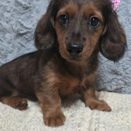 Liberty - Piebald female Dachshund puppy in Dixon, Missouri from Kickapoo Bassets
