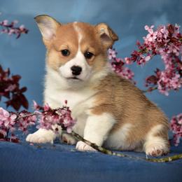 Olivia - White and red Pembroke Welsh Corgi puppy in Gig Harbor, Washington from Pacific Northwest Pembroke Welsh Corgis