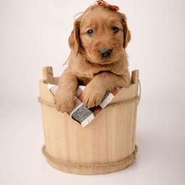 Sugar - Dark golden female Golden Retriever puppy in Buhl, Idaho from Atkinson's Goldens