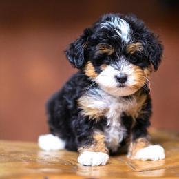 Pebbles - Tri-color female Bernedoodle puppy in Dundee, Ohio from Down Home Doodle