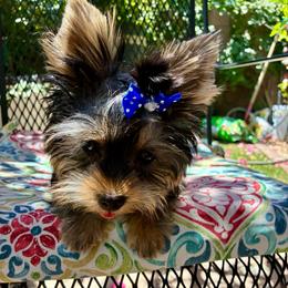 Honey - Blue and gold female Yorkshire Terrier puppy in Yuma, Arizona from Yuma Yorkie