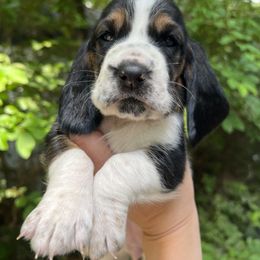 Basset Hound Puppies from Pleasant Bay Basset Hounds