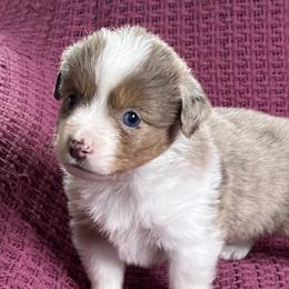 Red Merle Female with Blue Eyes - Red merle female Miniature Australian Shepherd puppy in Taunton, Massachusetts from Checkered Flag Champions Mini Aussies
