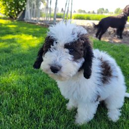 Zoey - Black and white female Aussiedoodle puppy in Blackfoot, Idaho from Lucky Pup Meadows