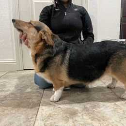 Pandora - Pembroke Welsh Corgi