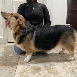 Pandora - Pembroke Welsh Corgi