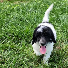 Patriot - Parti Poodle puppy in Central Point, Oregon from Hanley Country Canines