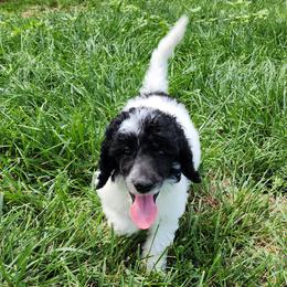 Patriot - Parti Poodle puppy in Central Point, Oregon from Hanley Country Canines