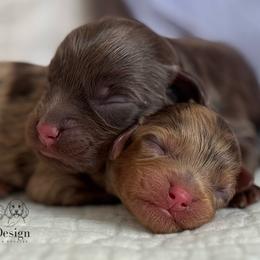 Legacy - Chocolate male Cavapoo puppy in Beckley, West Virginia from By Design Doodles