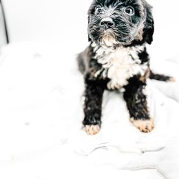 Cindy Lou (white collar) - Black male Goldendoodle puppy in Belton, South Carolina from Poodley Doodley Doo