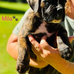 Mila - Boxer puppy from MK Boxer Haven of CNY