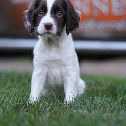 English Springer Spaniels and Labrador Retrievers from Woodland Kennel