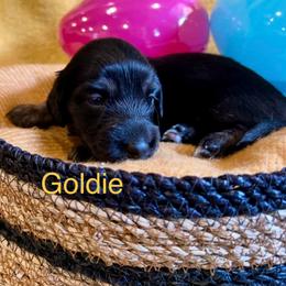 Goldie - Brindle female Dachshund puppy in Huntington, Arkansas from Rockstar.Weiners