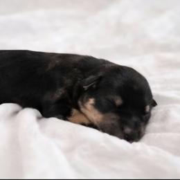 Girl 3 - Parti female Miniature Schnauzer puppy in Bellwood, Nebraska from Schnauzers by the Lake