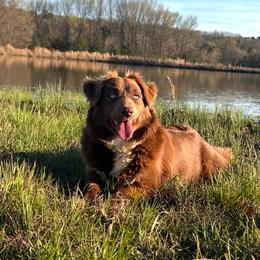 RedRum - Miniature Australian Shepherd