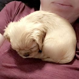 Cavalier King Charles Spaniel Puppies from Solheimar