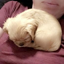 Cavalier King Charles Spaniel Puppies from Solheimar