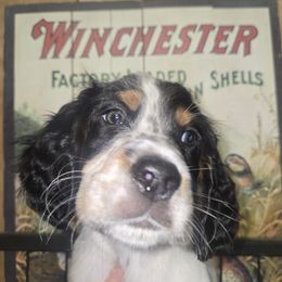 Luke - Blue belton and tan (tri-color) male English Setter puppy in Morrice, Michigan from Wild Bird Setters