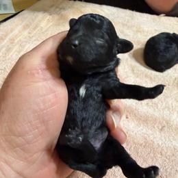 Burns - Black male Poodle puppy in Florence County, South Carolina from Modern Family Standards