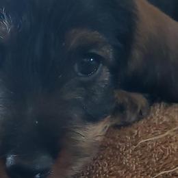 Dachshunds and Leonbergers from Enchanted Desert