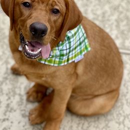Labrador Retriever All Grown Up from Brady's Birddogs
