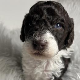 Aussiedoodle and Poodle Puppies from Doodle & Poodle Palace
