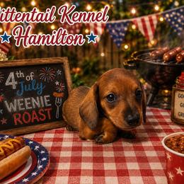 Hamilton - Sable male Dachshund puppy in Hudson, Michigan from Mittentail Kennel Miniature Dachshunds & Australian Shepherds